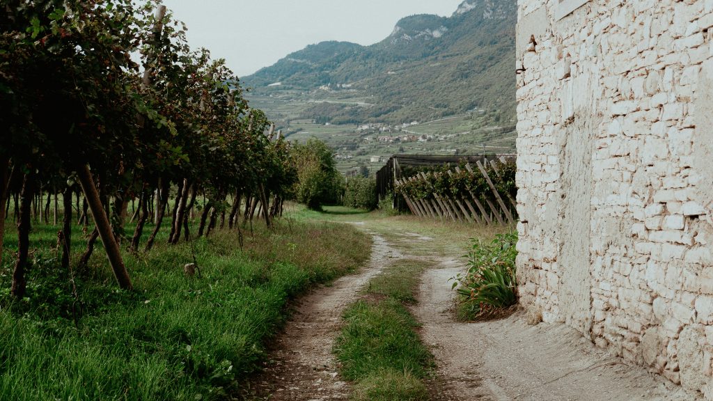 max bohme XqzLM0A ltY unsplash