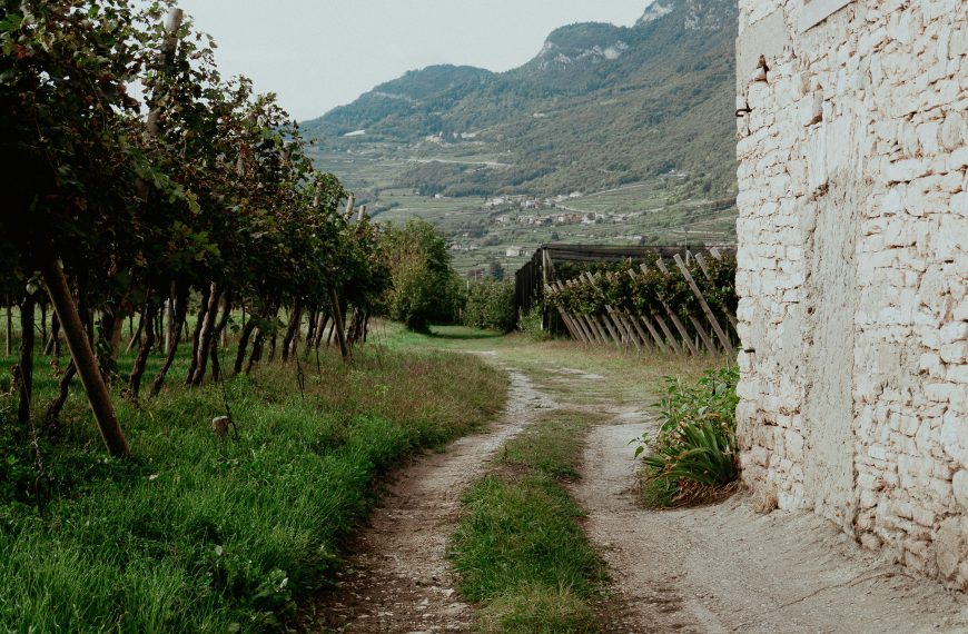 Winery Guides 5 A Natural Wine Weekend in Sicily: Sun, Skin Contact & Sea Air