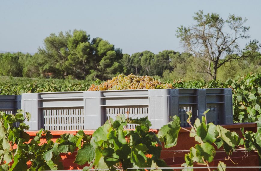 Winery Guides 4 Best Biodynamic Wineries to Visit: Experience Wine in Harmony with Nature
