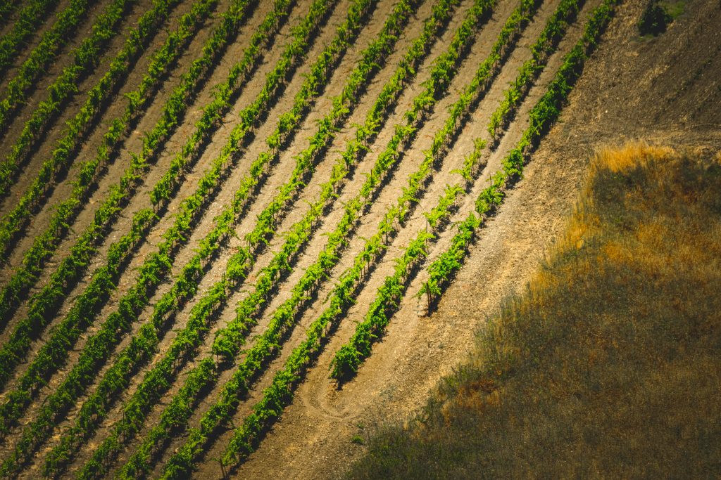 pexels francesco ungaro 20769136