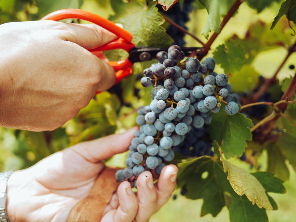 Why Natural Wine Tastes Different: A Beginner’s Guide 1 pexels grape things 3840331 1