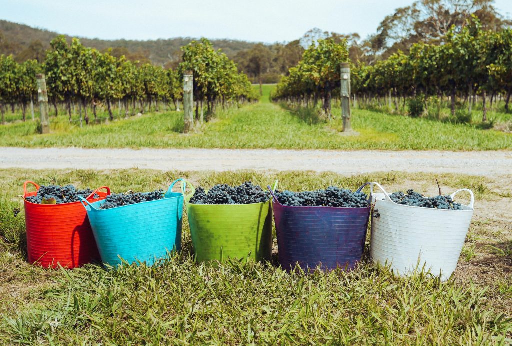 Why Natural Wine Tastes Different: A Beginner’s Guide 3 pexels grape things 3842606