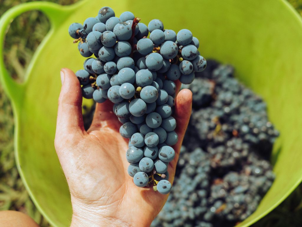 pexels grape things 7347179
