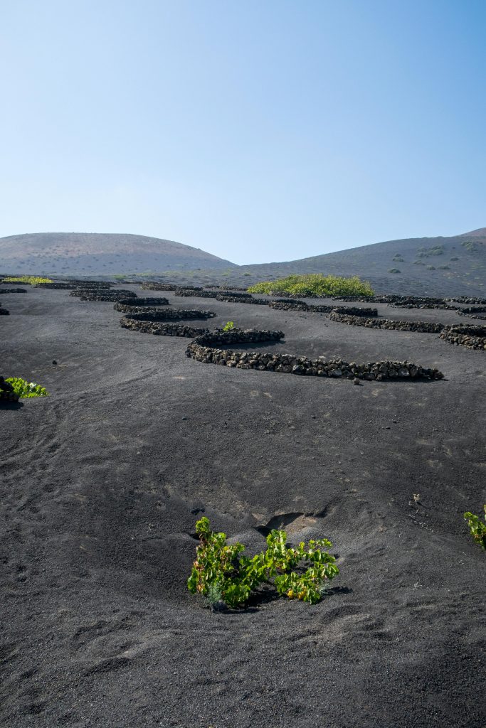 Natural with canary islands, volcanic wine