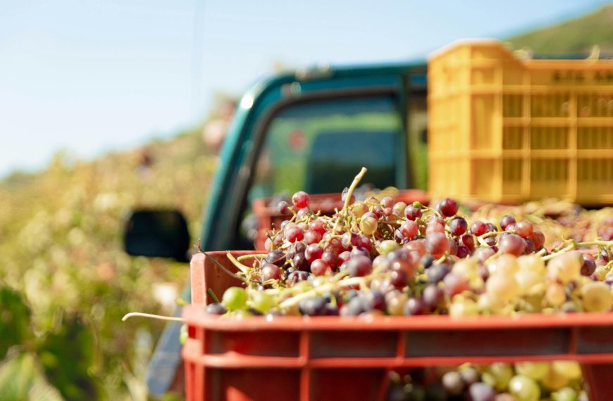 Winery Guides 3 Best Small-Batch Natural Wineries Around the World: Hidden Gems for Wine Lovers