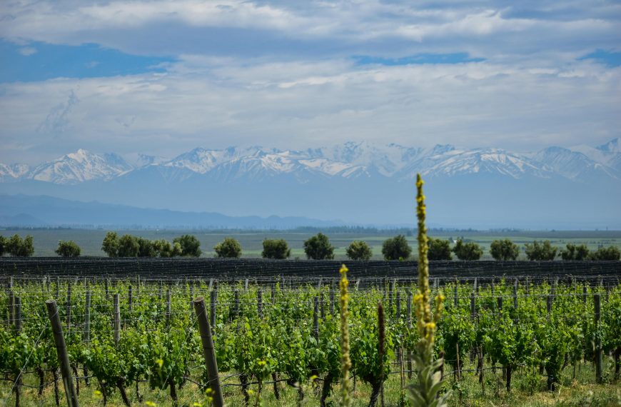 Winery Guides 6 Best Natural Wineries for Wine Tastings & Tours: Unforgettable Experiences for Wine Lovers