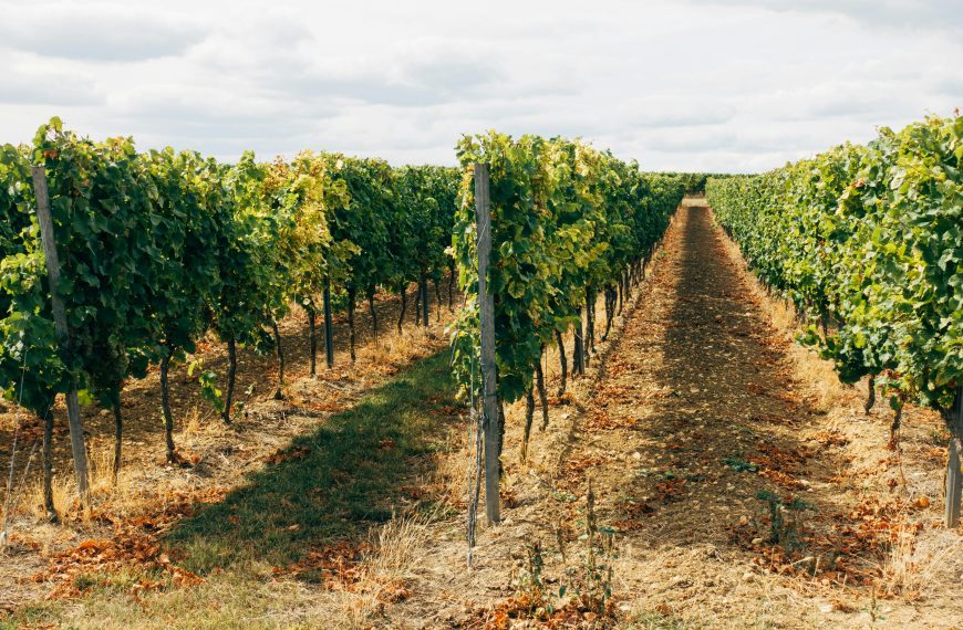 Winery Guides 9 Best Natural Wineries in France: Where to Visit for an Authentic Experience