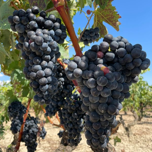 The Ultimate Guide to Natural Wine in Spain: Regions, Wineries & Travel Tips