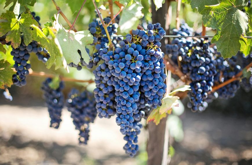 The Ultimate Guide to Natural Wine Travel in Sardinia