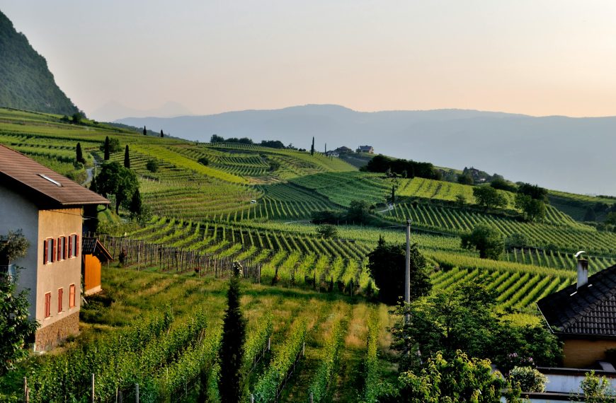 Winery Guides 14 Best Natural Wineries in Italy: Where to Visit for a True Taste of Terroir