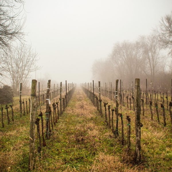 Best Natural Wineries in Austria & Germany: Where to Experience Pure Terroir
