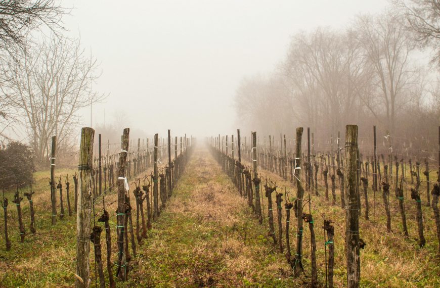 Winery Guides 11 Best Natural Wineries in Austria & Germany: Where to Experience Pure Terroir