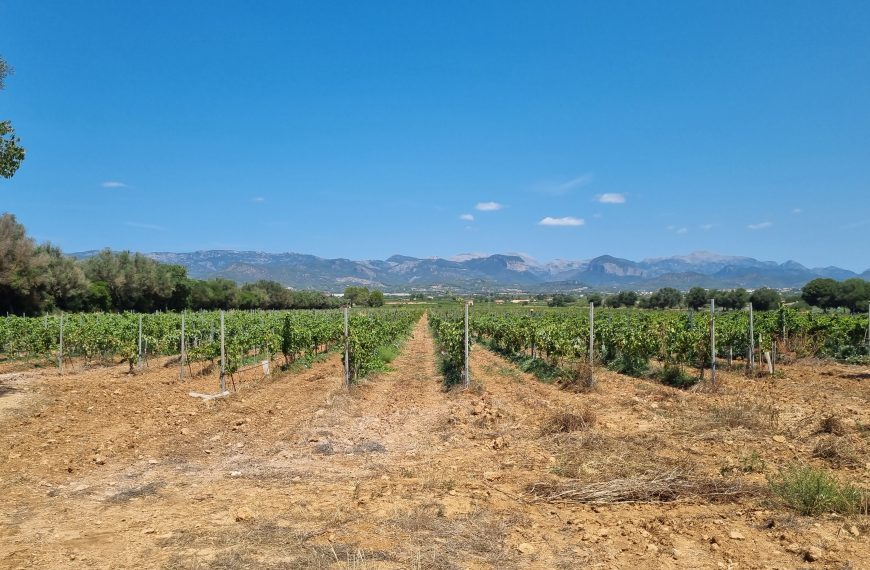 Mallorca wine
