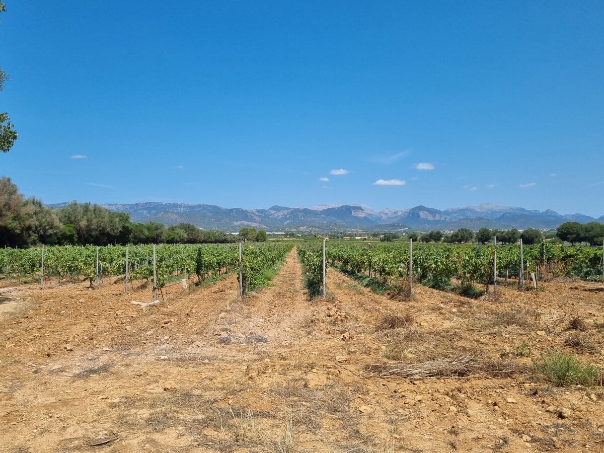 Mallorca wine